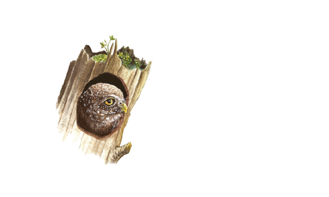 FundaBúho